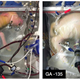 The Biobag system in use. The image on the left shows a lamb at 107 days of gestation and on day four of support. The image on the right shows the same lamb on day 28 of support. (Image: E. A. Partridge et al., 2017/Nature Communications